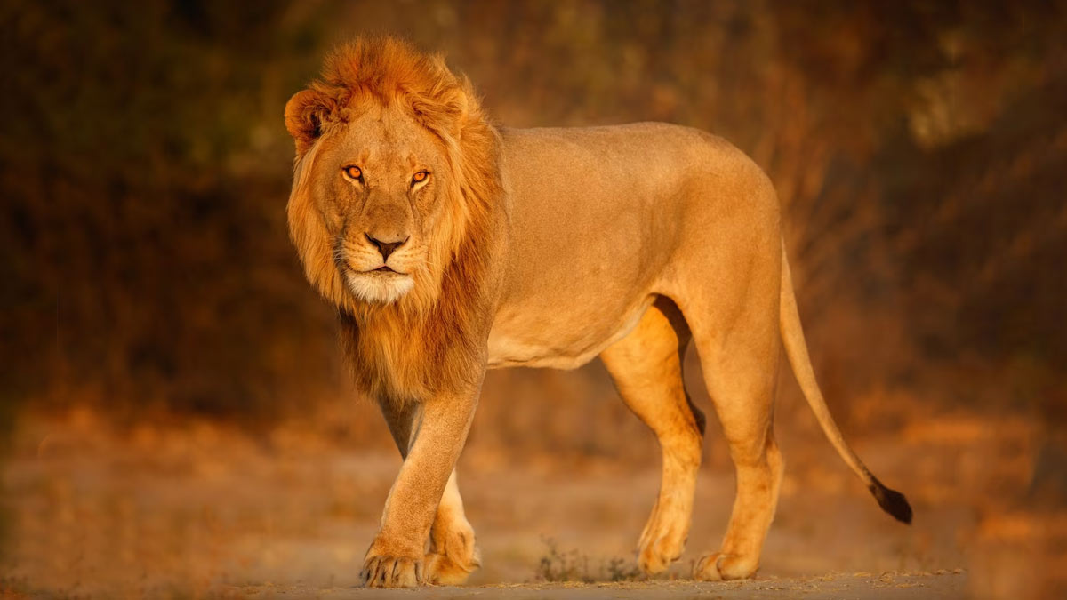 गिर नेशनल पार्क